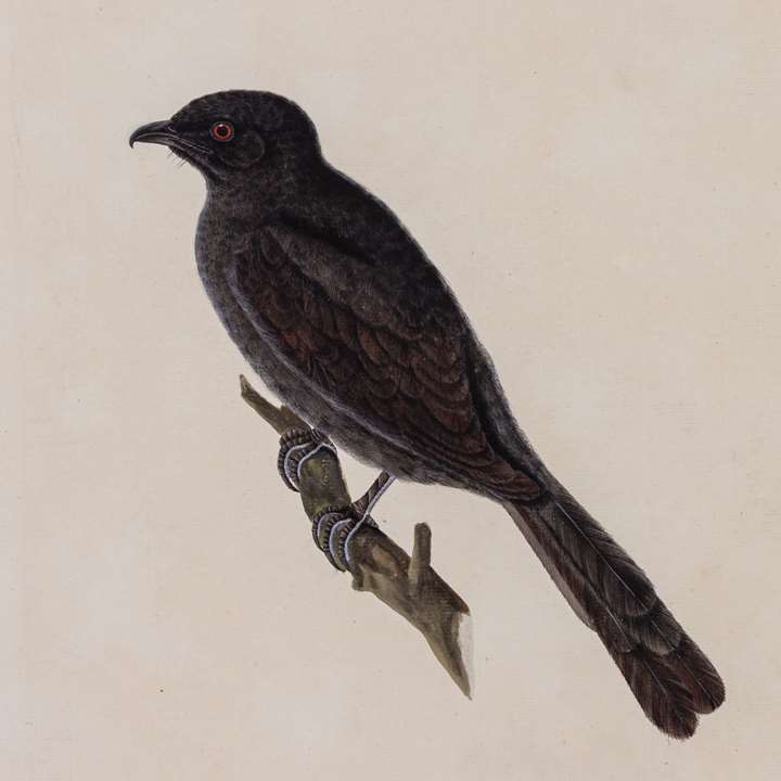 A Study of a Bronzed Drongo, Dicrurus aeneus
